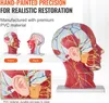VEVOR Gefäßmodell des Kopfes Menschliche Anatomie Gehirn Produktbild-Vorschau 5