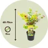 A potted Japanese Maple tree with colorful leaves, displayed within a circular graphic that includes size information. Produktbild-Vorschau