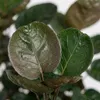 Trendyplants - Polyscias Fabian - Arálie - pokojová Náhled obrázku produktu 3