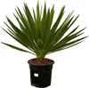 Trendyplants - Yucca Gloriosa - Gartenpflanze - Höhe 70-90 Produktbild-Vorschau 1