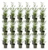 Green boutiQ - Bambus - Fargesia Black Dragon - Immergrün - Produktbild-Vorschau 1