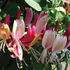 Wiciokrzew American Beauty heckrotta 2L Podgląd zdjęcia produktu 2