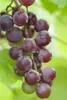 Vitis vinifera 'Suffolk Red', Weinrebe, rot, 80–100 cm Produktbild-Vorschau 1
