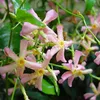 A close-up view of several pink star-shaped flowers with yellow centers, surrounded by green leaves and stems. Produktbild-Vorschau