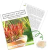 Japanisches Blutgras (Imperata cylindrica) - Winterhartes Produktbild-Vorschau 1