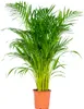 Bloomique - Dypsis Lutescens - Złota palma - Areca - Palma Podgląd zdjęcia produktu 1