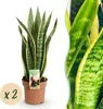 Green boutiQ - Zimmerpflanzen - Sansevieria Laurentii - Produktbild-Vorschau 2