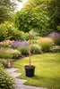A potted fig tree stands on a lawn in a garden setting, with various flowering plants and shrubs in the background. Podgląd zdjęcia produktu