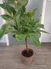 Ficus elastica variegata Altissima im Korbübertopf – Produktbild-Vorschau 3