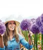 BALDUR Garten 1x Allium 'Globemaster', Zwiebel mit Umfang Produktbild-Vorschau 2