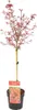 Bloomique - Acer palmatum Shaina - Fächerahorn auf Stamm - Produktbild-Vorschau 2