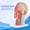 Medizinisches Kopfmodell, Anatomisches Kopfmodell, Produktbild-Vorschau 5