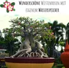 Außergewöhnliche Bonsai Samen mit hoher Keimrate - Pflanzen Produktbild-Vorschau 4