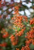 Pyracantha 'Saphyr Orange', Feuerdorn, orange, 40–60 cm Produktbild-Vorschau 1