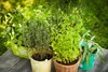 Biovita Erde, -Substrat Für Kräuter, Natural 10L Produktbild-Vorschau 12