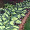 Stauden Gänge 1 x Hosta sieboldiana 'Great Expectations' im Produktbild-Vorschau 5