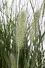 Pennisetum alopecuroides 'Hameln', Lampenputzergras, ca. Produktbild-Vorschau 8