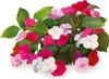 Click & Grow Click & Grow Smart Garden refill Busy Lizzie Produktbild-Vorschau 1