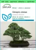 SAFLAX Garden to go - Ginepro cinese - 30 semi - Juniperus Anteprima dell’immagine prodotto 1