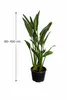 Strelitzia reginae 80–100 cm – Paradiesvogelblume, Produktbild-Vorschau 5