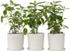 Three potted plants are arranged in a row against a white background. Podgląd zdjęcia produktu