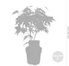 A silhouette of a potted Japanese Maple tree with size indicators. Produktbild-Vorschau