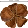 Landlotus Natur 50 St - Trockenfloristik Deko für Produktbild-Vorschau 4