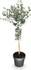 Plante sur tige - Eucalyptus gunni Azure - Plante de Voir les images du produit 2