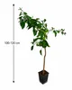 Egzotyczna drzewo pomarańczowe 100-120 cm – pomarańcza Podgląd zdjęcia produktu 5