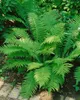 Matteuccia struthiopteris, Straußenfarn, 30–40 cm Produktbild-Vorschau 13