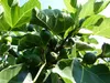 kompakter Feigenbaum 150 - 180 cm Obstbaum, winterhart, Produktbild-Vorschau 4
