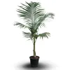 Archontophenix alexandrae - palmier royal - ↕ 170-190 cm - Voir les images du produit 1