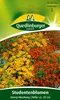 Studentenblume, Zwerg-Mischung Produktbild-Vorschau 1