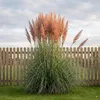 Stauden Gänge 1 x Cortaderia selloana 'Rosea' im 1 Liter Produktbild-Vorschau 1
