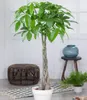 BALDUR Garten 1x Pachira Aquatica ca. 120-130 cm hoch, im Produktbild-Vorschau 1