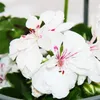 Geranien hängend - Pelargonium peltatum - 12cm Topf - Set Produktbild-Vorschau 3