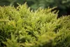 Juniperus horizontalis 'Limeglow', Kriech-Wacholder, Produktbild-Vorschau 1