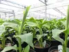 2 Stück Bananenstaude Musa Basjoo 60 - 80 cm winterhart Produktbild-Vorschau 2
