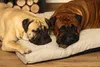 Beeztees Memory Foam Liegekissen Zia beige, Maße: 75 x 50 x Produktbild-Vorschau 7