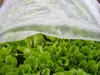 Textilie Garden B1106 2x10 m, Vliesstoff, 17 g/m, weiß Produktbild-Vorschau 2