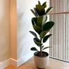 Figowiec sprężysty - Ficus Elastica 'Robusta' - Wysokość Podgląd zdjęcia produktu 5