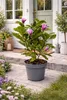 Magnolie ‘Susan’ 60–80 cm – Duftende Zwergmagnolie im Topf, Produktbild-Vorschau 1