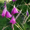 6 plants de Dierama pulcherrimum | Pot de 9x9 cm Voir les images du produit 2