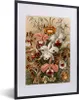 MuchoWow® MuchoWow® Gerahmtes Poster Orchidee - Ernst Produktbild-Vorschau 1