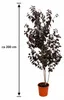 Blutpflaume Prunus cerasifera 'Pissardii' ca. 200 cm | Produktbild-Vorschau 5