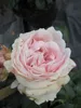 Rosa Giardina - Synonym L'Alhambra - Kletterrose - Produktbild-Vorschau 1