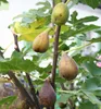 Close-up of several ripe figs growing on a tree branch, with green leaves in the background. Produktbild-Vorschau