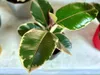 Gardners Ficus elastica Tineke, průměr 12 cm Náhled obrázku produktu 3