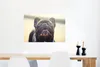 MuchoWow® Poster Französische Bulldogge - Schwarz - Sonne Produktbild-Vorschau 5