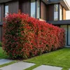 Green boutiQ - Haagplanten - Photnia fraseri Carre Rouge - Voir les images du produit 5